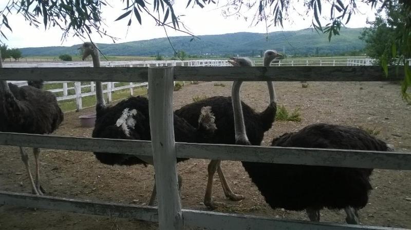 Pensiunea ,,La Struti" Targu Neamt Exteriér fotografie